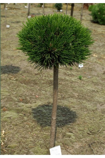 Сосна боснійська Шмідті (штамб) – карликовий хвойник із густою кроною.